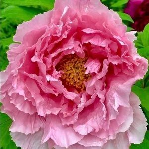 Meet your Posher, Kelley